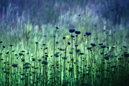 Cornflower (Centaurea) and unique wheel background blurの写真素材