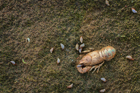 Abandoned on the bank of the river after the water has gone out of the crust of cancer and other small snail shellsの写真素材