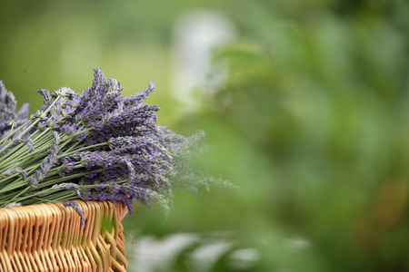 wicker basket with bruises broken by lavender with natural, nice green blur from the gardenの写真素材