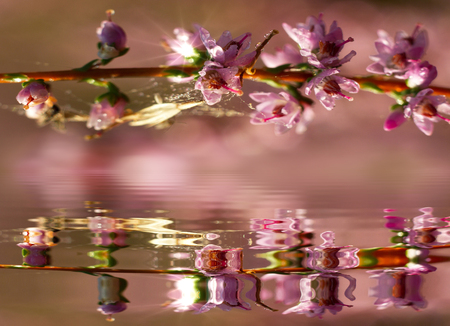 Hanging over water with a heather flower bouncing in the waterの写真素材