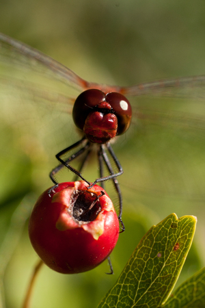 dragonfly head sitting on red fruitの写真素材