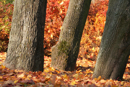 Tree trunks among autumn, colorful leaves