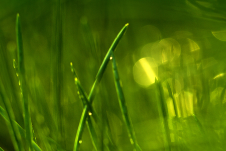 Blurred grass and dewの写真素材