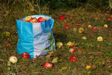 Bag full of wild apples standing on the grass in which lies apples under the treesの写真素材