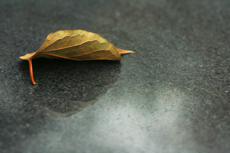 Lying on a stone (marble) slab fallen autumn leavesの写真素材