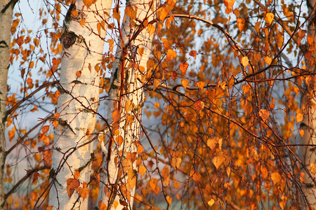 White birch stems in orange colors of autumnの写真素材