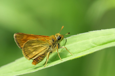 small, brown, downy butterfly on a green leafの写真素材