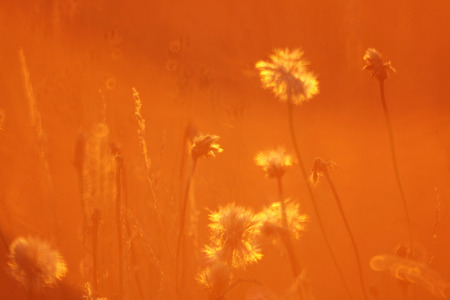Plants illuminated by an orange rising sunの写真素材
