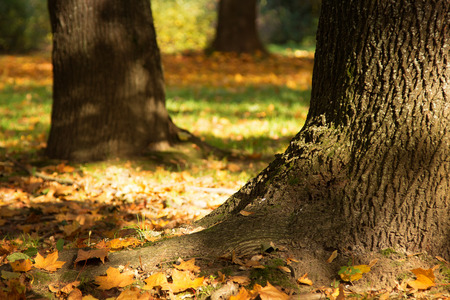 autumn in the park - leaves fallen from the trees, tree trunks, just nice, sunny autumnの写真素材