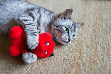 gray cat on the carpet playing with a toy in the shape of a red devilの写真素材