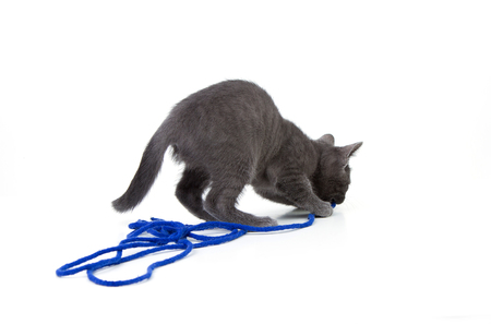 Gray, young cat on a white background playing with a blue stringの写真素材
