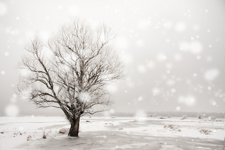 a landscape with willows all covered with fresh, white snow during a snowfallの写真素材