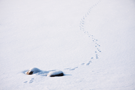 on white snow traces left by a small animalの写真素材
