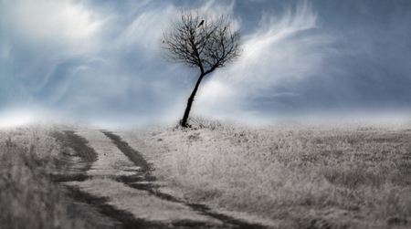 lonely tree with a black bird sitting on it, growing by a dirt road, among fields covered with snow and a blue sky with cloudsの写真素材