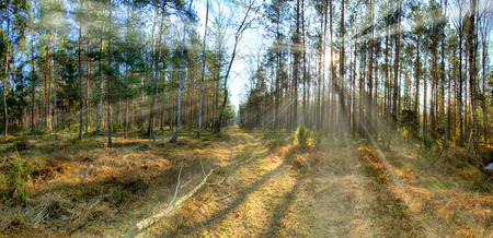 A forest road illuminated by raysの写真素材