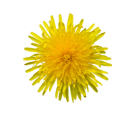Yellow sow-thistle flower cut out from the backgroundの写真素材