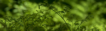 Green leaves bracken common (Pteridium aquilinum var. Latiusculum) - panoramaの写真素材