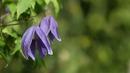 Purple clematis flowers in the shape of clematis alpineの写真素材