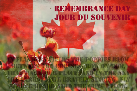 Destroyed flag Canadian on the background of poppies - Remembrance Dayの写真素材