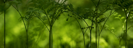 Forest of fern bracken (Pteridium aquilinum var. La Tusculum) - panoramaの写真素材
