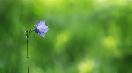 single flower Bellflower (Campanula) on a green backgroundの写真素材