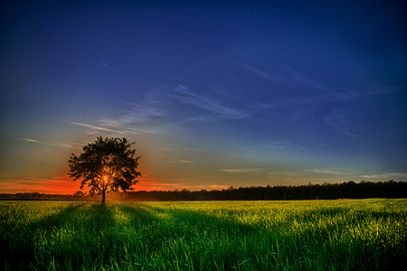 Single tree standing on the heels and the sun setting behind itの写真素材