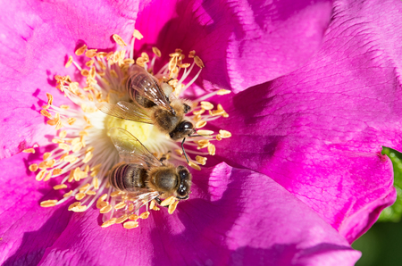 Bees collecting nectar in a wild rose blossomの写真素材
