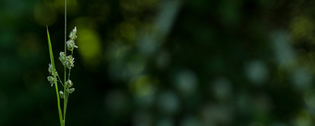 Single blooming green grass on a dark background - panoramaの写真素材