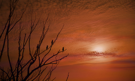 Cormorants resting on a dry tree against the background of the sky stained with red by the setting sunの写真素材