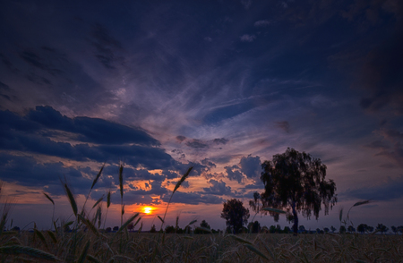 Ears of rye against a dark sky tinted with different colors by the setting sunの写真素材
