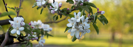 White apple blossoms blooming in springの写真素材