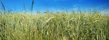 Panorama - a field of ripening rye with growing grasses and flowersの写真素材