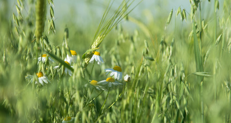 Blooming chamomiles in the oat field - the beginning of summer in Polandの写真素材