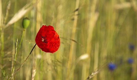 Beautiful, red poppy flower contrasting nicely against a background of yellow grassesの写真素材