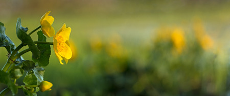 A cluster of blooming marigolds in the background, green and yellow in nice blur - panoramaの写真素材