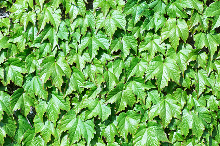 Wall of green leaves of Boston Ivy (Parthenocissus tricuspidata) also called Japanese Creeperの写真素材