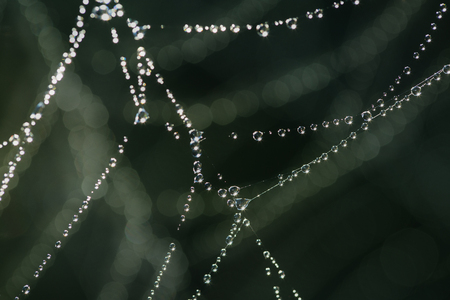 Spider web in macro photography - like strings of shiny diamondsの写真素材