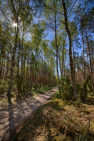 Sandy road in the forest lit by spring, warm sunの写真素材