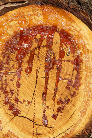 Flowing like blood - resin in the place of the severed branchの写真素材