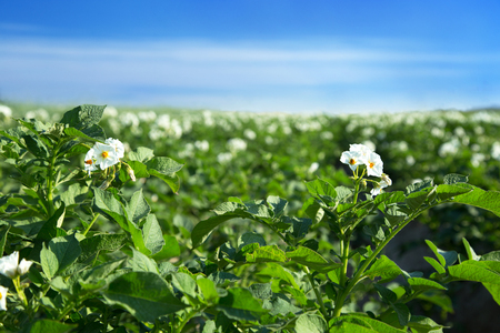 Blooming potatoes on a large field and blue skyの写真素材
