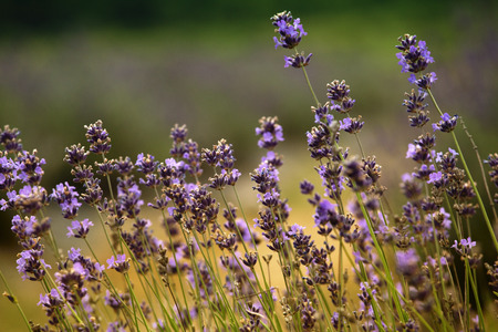 Blooming, blue lavender flowers in the warm summer light