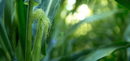A green ear of blossoming corn with a ray of sun illuminating it between the leaves illuminating it.の写真素材