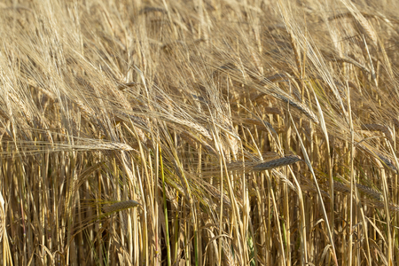 A field of ripe barley, full ears are leaning under the weight of the grainの写真素材