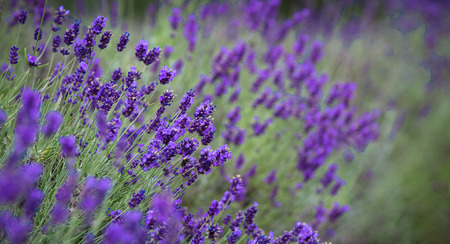 Blooming, wonderfully blue and aromatic lavender flowersの写真素材