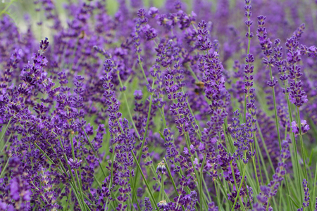 A field of pretty, purple, blooming lavenderの写真素材