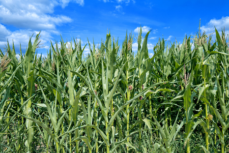 Dense green field, a thriving, high cornの写真素材
