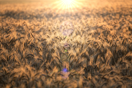 A ripe field of rye with the sun illuminating it from the backの写真素材