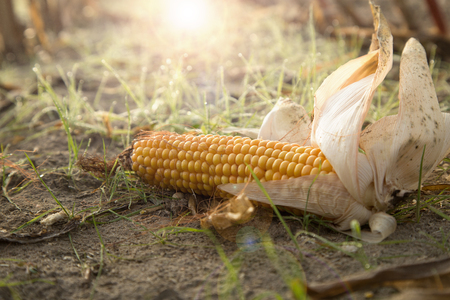 The last corn on the field remained in the field after harvest, covered with dew and lit by the rising sunの写真素材