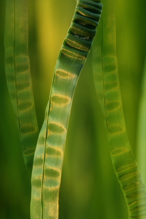 Abstraction- green grasses in the golden glow of the sunの写真素材