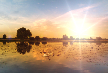 Swans with youngsters enjoying breakfast with seaweed on the lake lit by rays of the rising sun.の写真素材